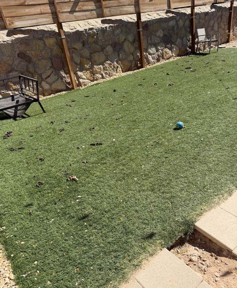 Backyard turf covered in dog poop before a cleanup