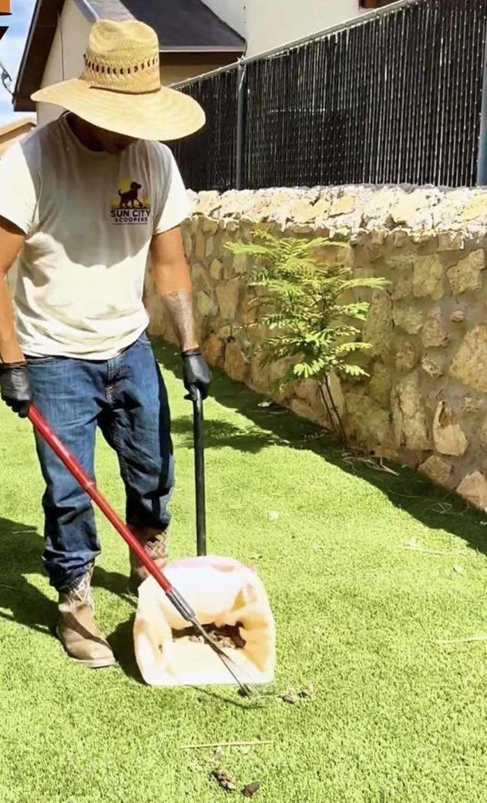 Technician scooping dog waste on turf